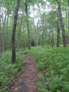 The greenery.  The endless, mindless greenery.  Everything is green.  And brown.