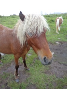 Outside Damascus, VA is Grayson Highlands - a mountain full of wild ponies - every little girl's dream.  There are tons of them, wandering freely.