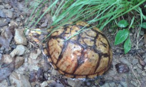 I bet he did like .0025 miles of Trail a day.