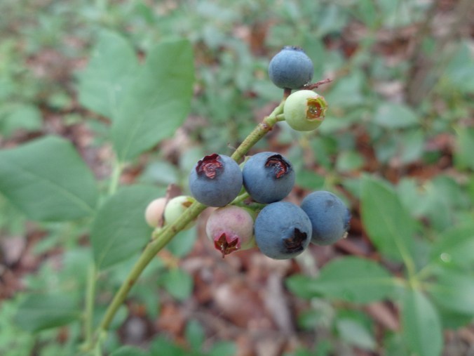 Fresh mountain berries. Great for your oatmeal.
